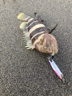 アオハタの釣果