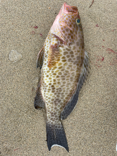 オオモンハタの釣果