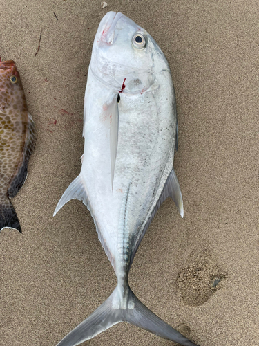 ロウニンアジの釣果