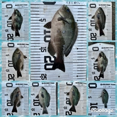 メジナの釣果