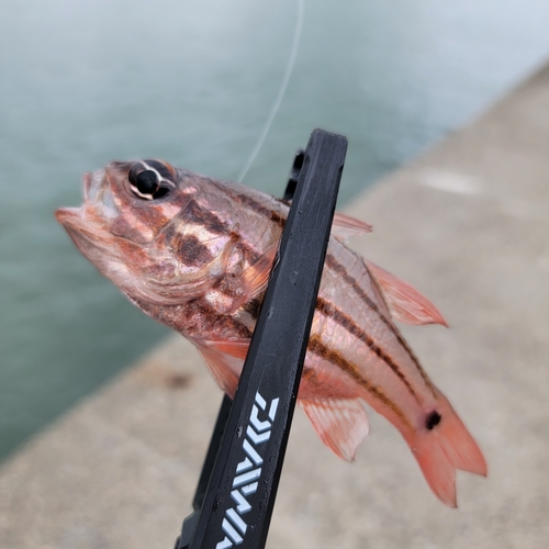 ネンブツダイの釣果