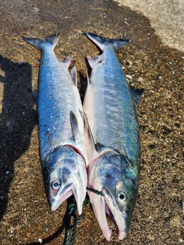 アキアジの釣果