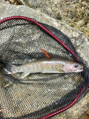 イワナの釣果