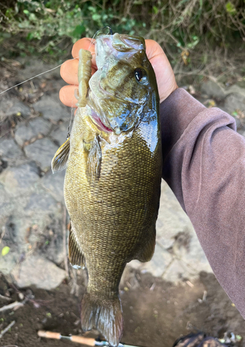 スモールマウスバスの釣果