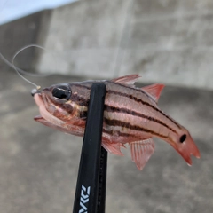 ネンブツダイの釣果