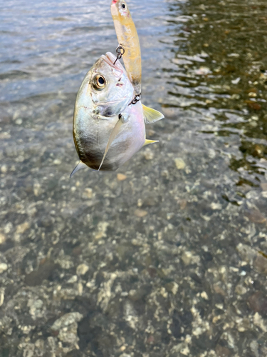 ギンガメアジの釣果