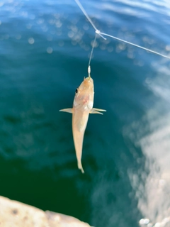 シロギスの釣果