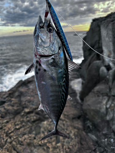 スマガツオの釣果