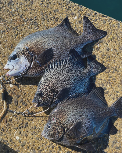 イシガキダイの釣果