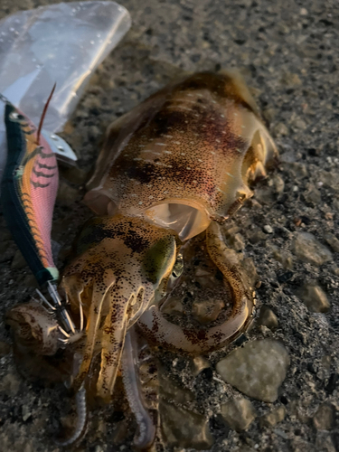 アオリイカの釣果