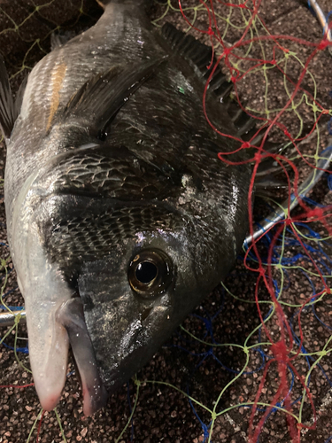 クロダイの釣果