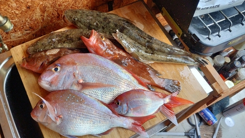 マゴチの釣果