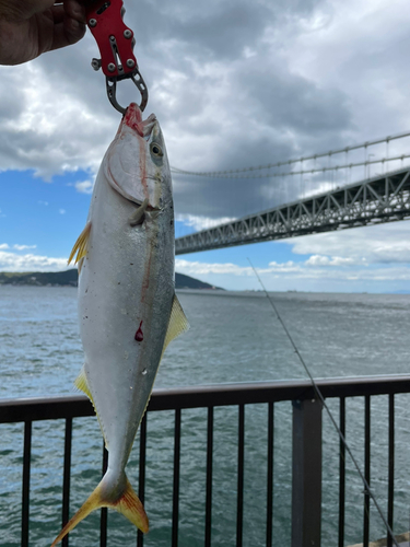 ツバスの釣果