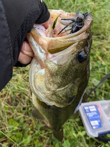 ブラックバスの釣果