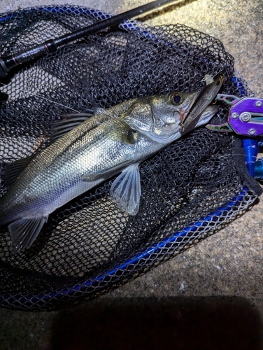 セイゴ（マルスズキ）の釣果