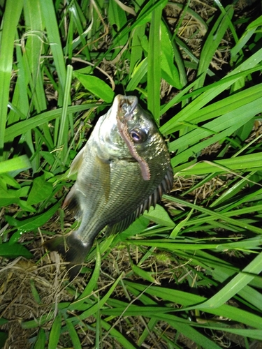 キチヌの釣果