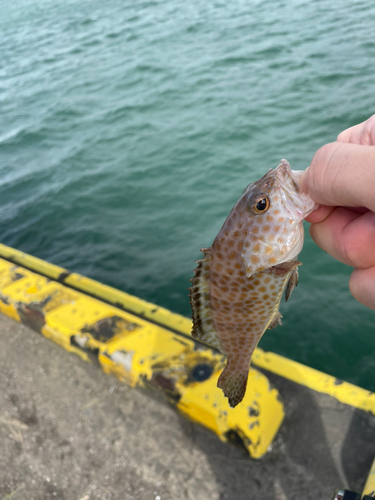 オオモンハタの釣果