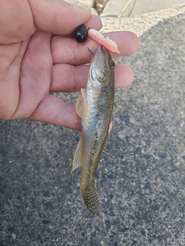 マハゼの釣果