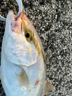 ネリゴの釣果