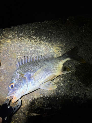 キビレの釣果