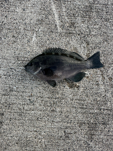 メジナの釣果