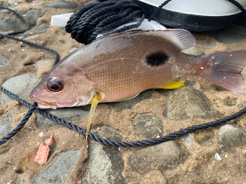 クロホシフエダイの釣果