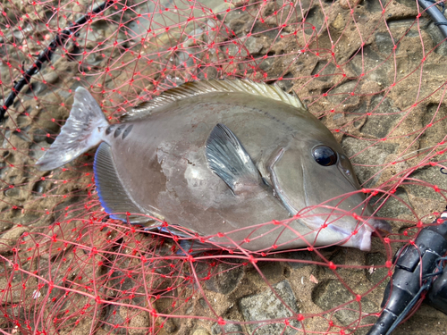 サンノジの釣果