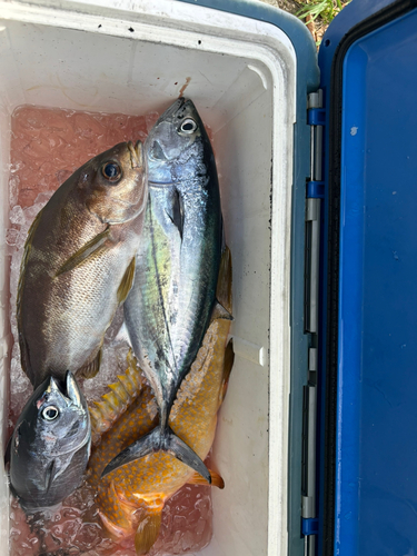 スズキの釣果