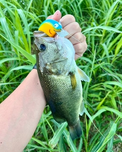 ブラックバスの釣果