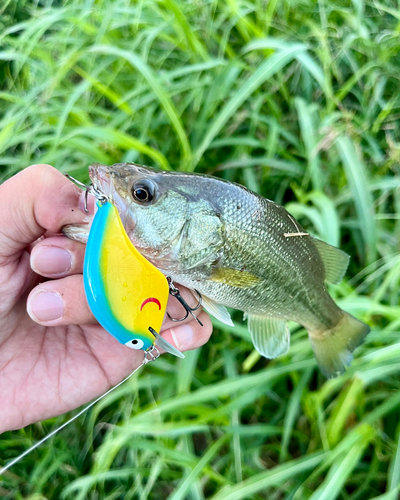 ブラックバスの釣果