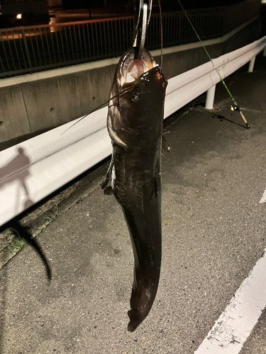 マナマズの釣果