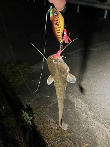 マナマズの釣果