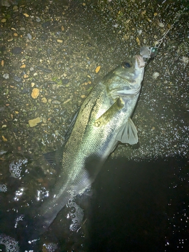 セイゴ（マルスズキ）の釣果