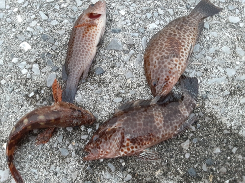 オオモンハタの釣果