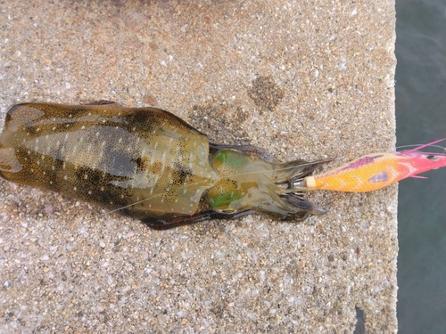 アオリイカの釣果