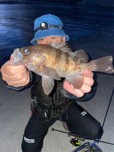 シロメバルの釣果