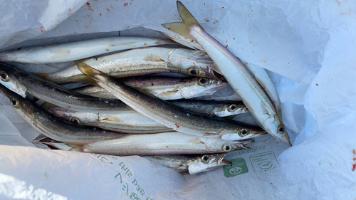 カマスの釣果