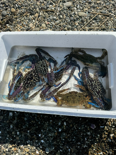 タイワンガザミの釣果