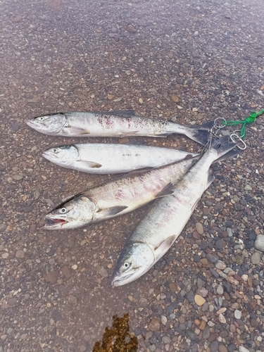 シロザケの釣果