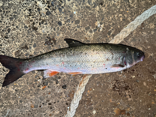 ウグイの釣果