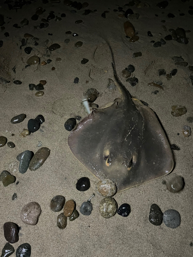 アカエイの釣果