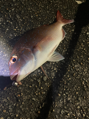 平磯海づり公園