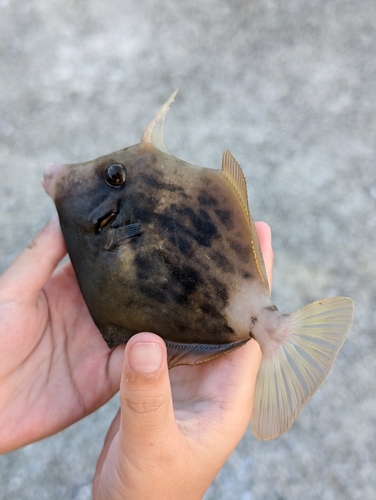 カワハギの釣果