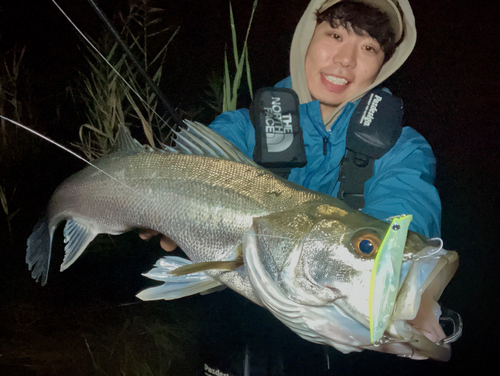 シーバスの釣果