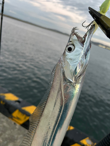 タチウオの釣果