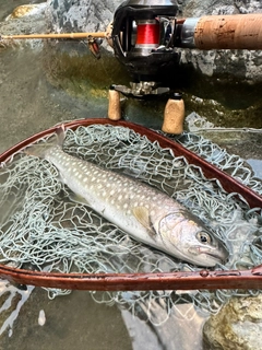 イワナの釣果