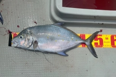 ナンヨウカイワリの釣果