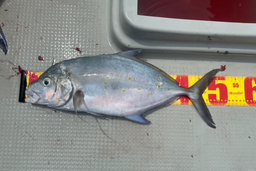 ナンヨウカイワリの釣果