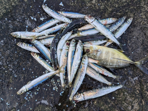 ウルメイワシの釣果