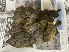 カワハギの釣果